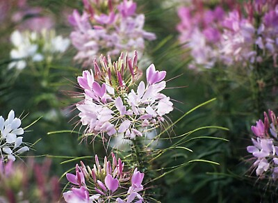 #ad Cleome Spider Plant Flower Seeds 100 Annual PINK WHITE BLOSSOMS USA FREE Samp;H