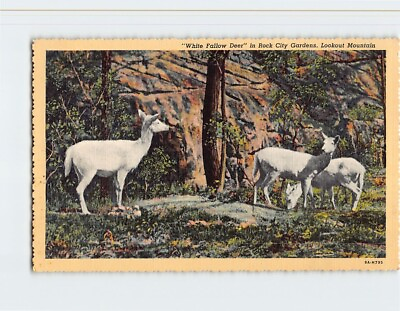 #ad Postcard White Fallow Deer Rock City Gardens Atop Lookout Mountain Tennessee USA