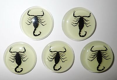 #ad Insect Cabochon Black Scorpion 38.5 mm Round inner 35 mm Glow 5 pieces Lot