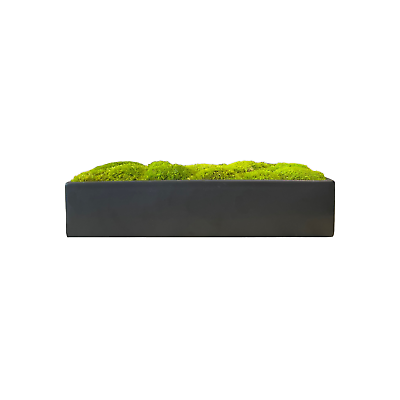 #ad Moss Bowl Planter 14quot; Rectangular Decor with Preserved Mood Moss Wide
