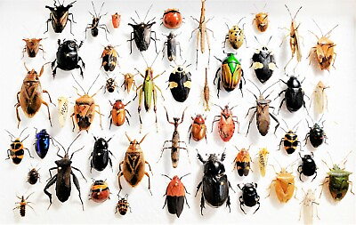 #ad LOT OF 10 pieces mixed lot of assorted beetles bugs insects collection