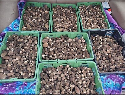 #ad 🍄 Morel Mushroom Spores Grow Kit 🍄 Organic Spawn Seeds