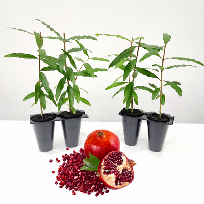 #ad Pomegranate quot;Wonderfulquot; Set of 4 Starter Plants