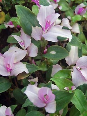 #ad 3 cuttings GORGEOUS Variegated Tradescantia Blushing Bride Wandering Jew