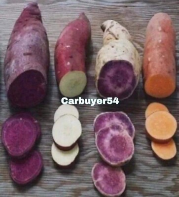 #ad 20 Sweet Potato Slips Cuttings Of Purple Japanese RedOkinawa Beauregard