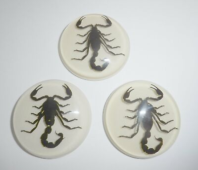 #ad Insect Cabochon Black Scorpion 38.5 mm Round inner 35 mm on White 10 pieces Lot