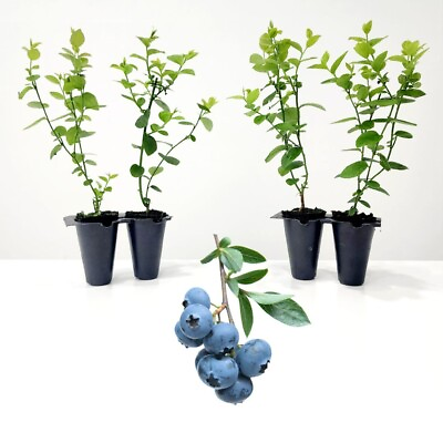 #ad Blueberry Plants. Set of 4 starter live plants