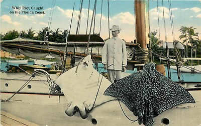 #ad c1915 Postcard Whip Ray Sting Ray caught off Florida Coast Fishing FL unposted