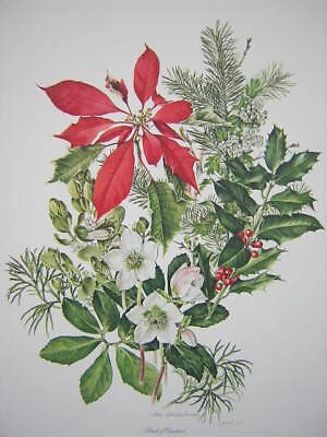 #ad Anne Dowden Christmas Plant Poinsettia Signed Botanical Art Print