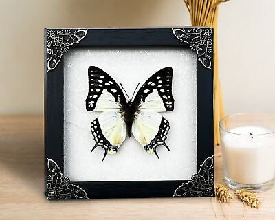 #ad Butterfly Decor Vintage Wall Hagging Insect Taxadermy Frame Gothic Gifts Bug Art