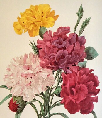 #ad P. J. Redoute Flowers Print OEILLET VARIETE Botanical Art Print Book Plate 89