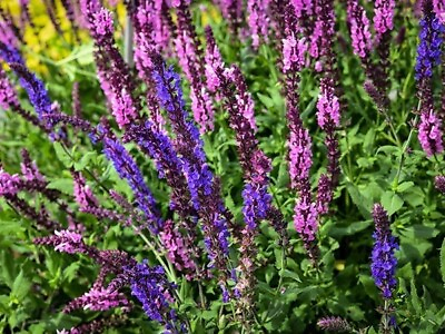 #ad 50 Pink amp; Purple Mix Salvia Seeds Perennial Free Shipping $25