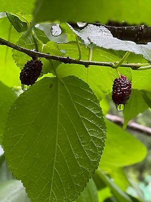 #ad Morus rubra Red Mulberry Cuttings 6 Unrooted Organic Heavy Producers