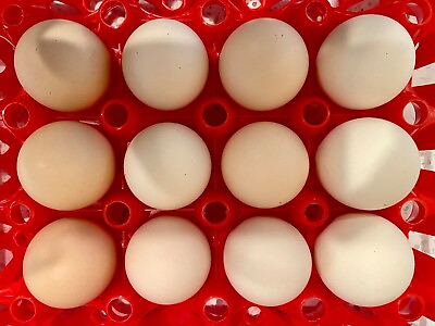 #ad 1 Dozen White American Bresse Hatching Eggs from Greenfire Farms® Breeding Stock