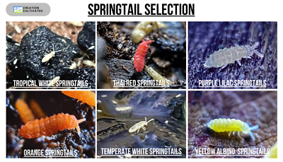 #ad Live Springtail Cultures Large Species Selection