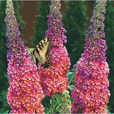 #ad Hybrid Butterfly Bush Summer Lilac Buddleia davidii #x27;Bicolor#x27; FRAGRANT