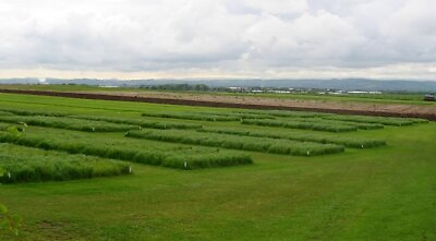 #ad Photo 6x4 Research plots Boghall. Boghall NT2465 Scottish Agricultural c2005
