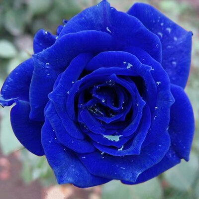#ad 20 SEEDS for Navy Blue RARE Rose hybrid tea flower Bush exotic plant USA Seller