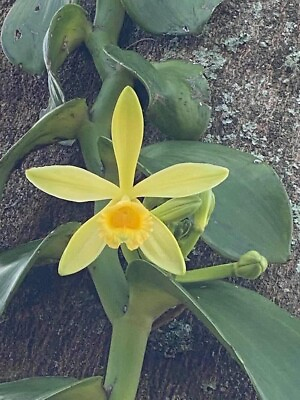 #ad ONE FOOT CUTTING Vanilla planifolia Species Orchid Plant