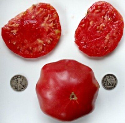 #ad Brandywine Pink Suddeth Best Tasting 40 Tomato Seeds Buy any 3 20% off
