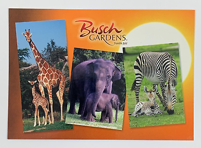 #ad Busch Gardens in Tampa Bay Florida Multiview Postcard Unposted