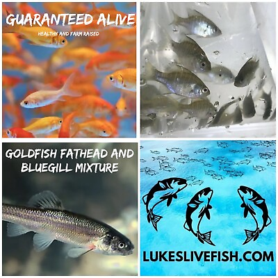 #ad 30 Mixed Live Bluegill Fish Goldfish Fathead GUARANTEE ALIVE FREE Shipping