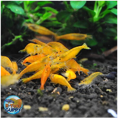 #ad 101 Sunkist Orange Freshwater Neocaridina Aquarium Shrimp. Live Guarantee