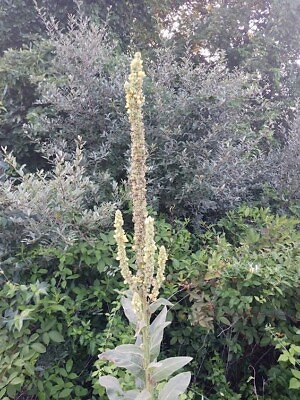 #ad 150 Seeds Great Mullein Verbascum thapsus Heirloom Fresh from 2023 Harvest