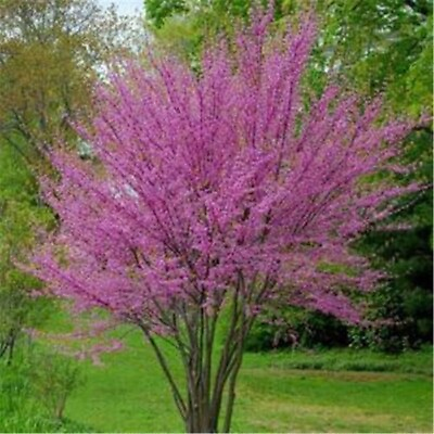 #ad 20 SEEDS for Violet Pink WEEPING SAKURA CHERRY rare exotic sun tree USA Seller