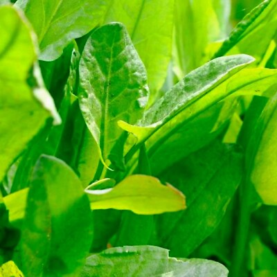 #ad Large Leaf Sorrel Herb Seeds NON GMO Heirloom Fresh Herb Seeds