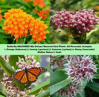 #ad MILKWEED MIX DELUXE Perennials Monarch Butterfly Host Plant Non GMO 100 Seeds