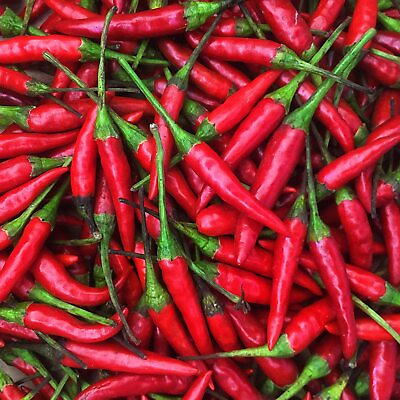 #ad Thai Hot Pepper Seeds Non GMO Free Shipping Seed Store 1288