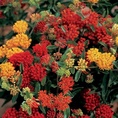 #ad Butterfly Weed Asclepias tuberosa 20 Seeds Perennial