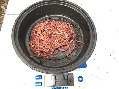 #ad 4 oz. approximately 250 worms Red Wiggler Composting Worm Mix.
