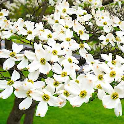 #ad White American Flowering Dogwood Tree Seeds Cornus florida Fall Color Hardy 5
