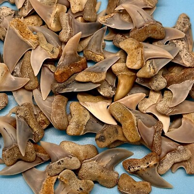 #ad Mako Shark Tooth Package 10 Bakersfield Makos Isurus Planus Hooked Makos