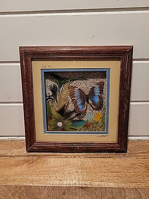 #ad Wood Frame Real Butterfly Blue Morpho Costa Rica Taxidermy Art Signed 12×12 Fram
