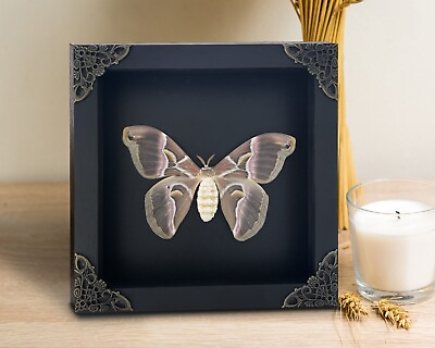 #ad Framed Moth Shadow Box Display Real Taxidermy Insect Frame Gothic Decor