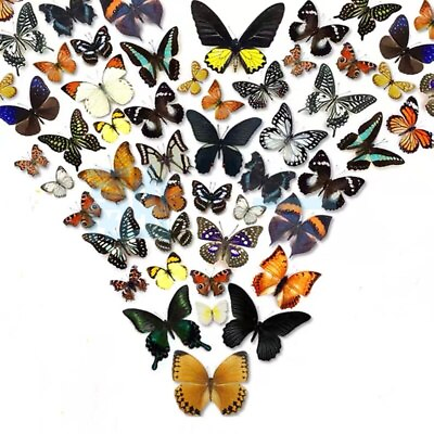 #ad 50pcs（Butterfly species with no duplicates）​natural Real Butterflies Specimen