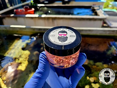 #ad 4oz LIVE Coralline Algae 4 Types GREAT FOR STARTING CORALINE IN SALTWATER