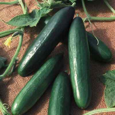 #ad Diva Cucumber Seeds AAS Winner Non GMO Free Shipping Seed Store 1058