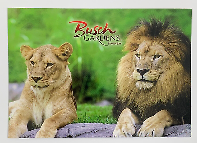 #ad Lion and Lioness at Busch Gardens in Tampa Bay Florida Postcard Unposted