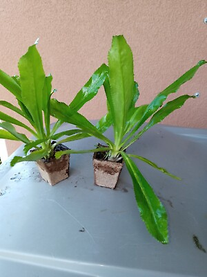 #ad 2 Live Plants 1 in each 2quot; pot CULANTRO Eryngium Foetidum parley Ngo Gai