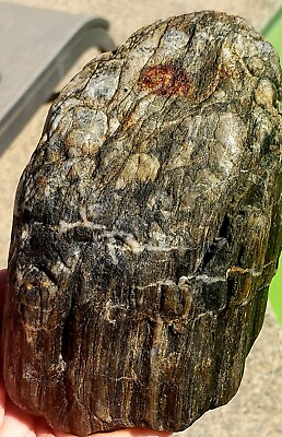 #ad Perfect Piece Of Natural Rough Agatized Petrified Wood From Gold Country