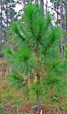 #ad Wild Slash Pine Tree Live Young Plant 10 15 inches 2 Young Plants