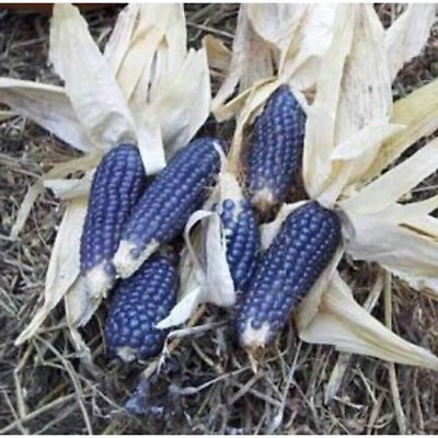 #ad corn BLUE SHAMAN POPCORN 20 seeds Heirloom Non GMO GroCo BUY ANY 10 SHIPS FREE