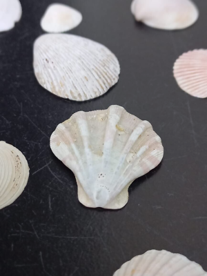 #ad Collections of few small size white colour sea shells from Ceylon