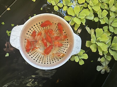 #ad Thai Orandas Goldfish 4inches Red White Sakura🌸 You Pick