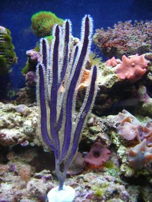 #ad Live Purple Ribbon Photosynthetic Gorgonian Frag Coral Marine Saltwater