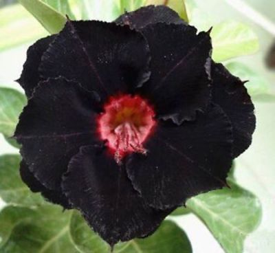 #ad 4 Black Red Desert Rose Seeds Adenium Obesum Flower Perennial Flowers Exotic 337